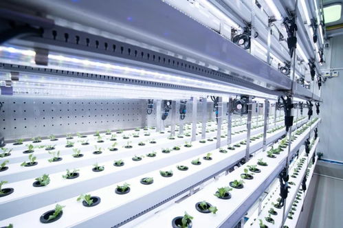 新農(nóng)人的求索 既要種菜，也要種錢——信息科技賦能現(xiàn)代農(nóng)業(yè)新路徑